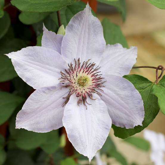 Cool blue single flower of Still Waters Clematis